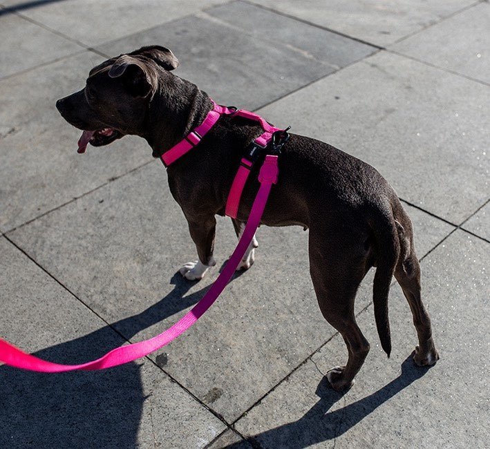 Pink LED | Adjustable Air Mesh Harness - Image 10